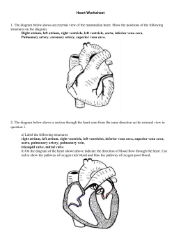 Structure of the Heart & Circulation Review Answer Key