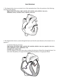 4: Heart Worksheet