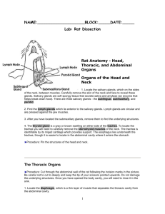 Rat Anatomy - Head, Thoracic, and Abdominal Organs