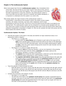 Chapter 11 The Cardiovascular System