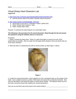 Dissection lab report