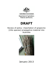 Draft review of policy: Importation of grapevine (Vitis species)