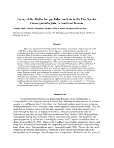 Survey of the Wolbachis spp. Infection Rate in the Flea Species