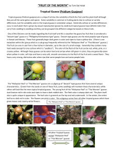 Tropical Guava - California Rare Fruit Growers, San Diego Chapter