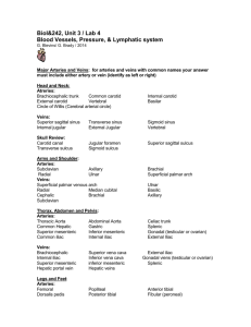 Lab 4: Blood Vessels, BP & Lymphatic System