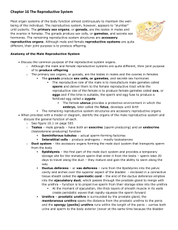 anatomy of the reproductive system review sheet 42