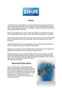 Sharks - Sea Life