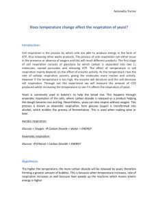 Does temperature change affect the respiration of yeast