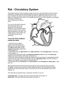 Rat - Circulatory System