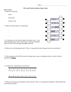 Name: DNA and Protein Synthesis Study Guide Part 1: DNA 1