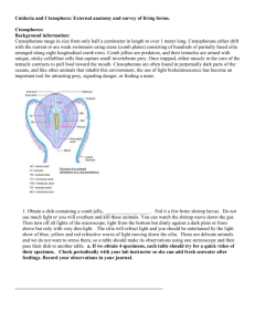 Cnidaria and Ctenophora: External anatomy and survey of living
