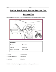 Practice Exam 4- Equine Respiratory System Answer Key