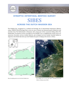 Synoptic Intertidal Benthic Survey SIBES across the Dutch