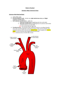Week 3 - Arteries + Veins - PBL-J-2015