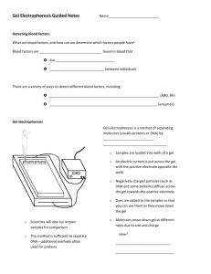Gel Electrophoresis Guided Notes