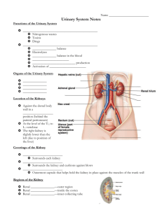 Urinary System Lecture Student Notes