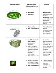 Plant and animal cell