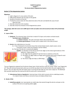 Health Occupations Chapter 7 The Human Body: Integumentary