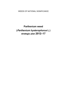 Parthenium weed - Weeds Australia