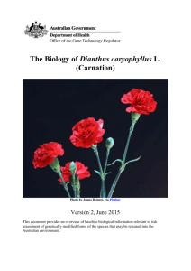The Biology and Ecology of Carnations (new format)