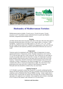 Tortoise_husbandry - rhodes-vets