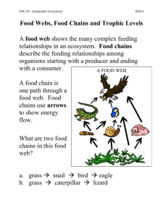 02 Food webs Chains Trophic levels Notes