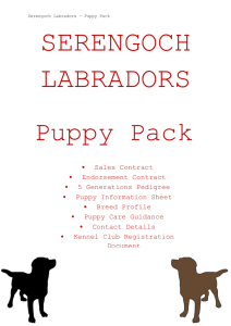 Puppy Pack - Serengoch Labradors