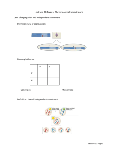 Lecture 20 Basics: Chromosomal inheritance Laws of segregation