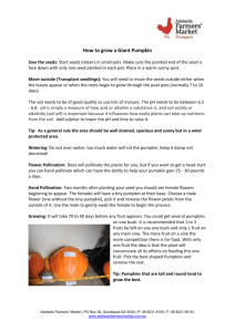 How to grow a Giant Pumpkin