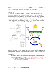 photosynthesis cellular respiration lab key2