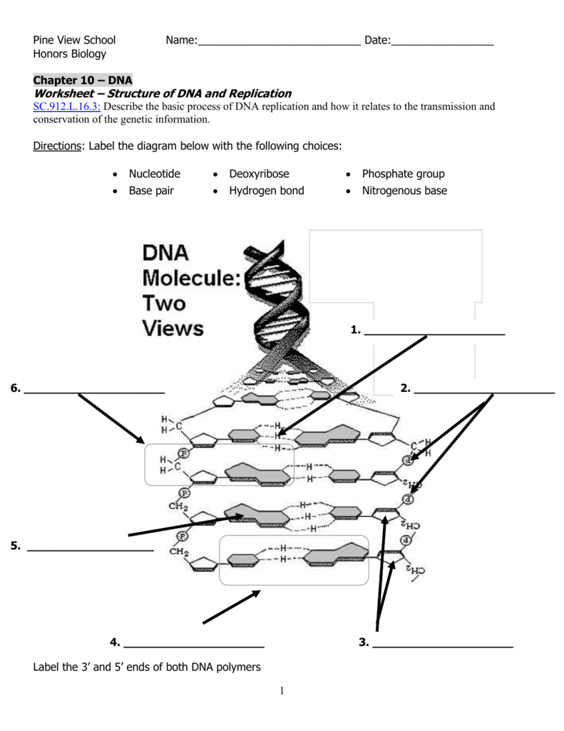 Dna Molecule And Replication Worksheet. Worksheets. Kristawiltbank Free printable Worksheets and 