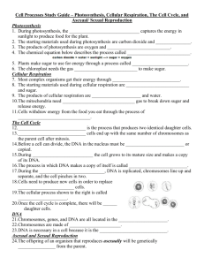Cell Processes Study Guide