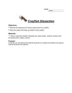 Crayfish Dissection KEY - Mr. Lesiuk