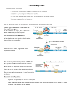 Chapter 12.5 Gene Regulation