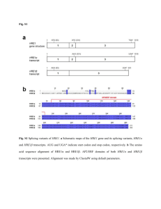 Fig. S1 Fig. S1 Splicing variants of HRE1. a Schematic maps of the