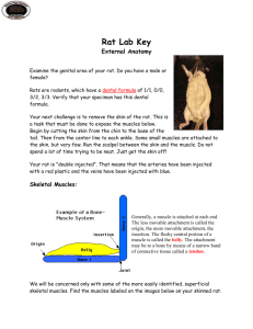 Rat Lab Key External Anatomy