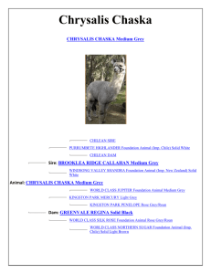 Chrysalis Chaska CHRYSALIS CHASKA Medium Grey CHILEAN