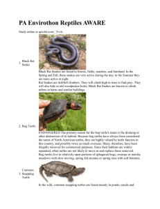 Reptiles- Snakes and Turtles