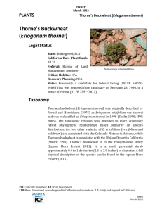 Thornes buckwheat