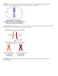 11-4-2-meiosis key vocab with pics
