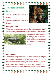 Tropical Rainforest Layers