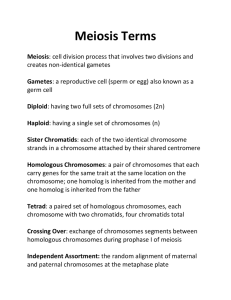 Meiosis Terms