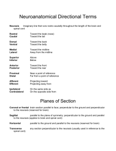 Neuroanatomical Directional Terms and Planes of Section