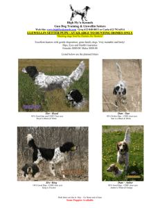 High Fly`n Kennels Gun Dog Training & Llewellin Setters Web Site