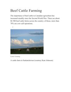 Beef Cattle Farming