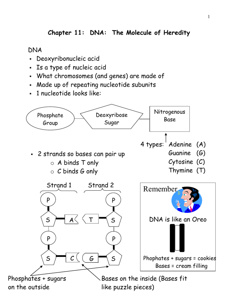 worksheet. Dna The Molecule Of Heredity Worksheet Key. Grass Fedjp Worksheet Study Site