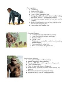 Hominid Cards