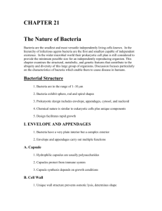 The Nature of Bacteria
