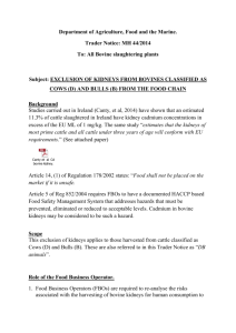 Trader Notice MH 44/2014 - Exclusion of Kidneys from Bovines