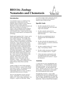 Nematodes and Chemotaxis